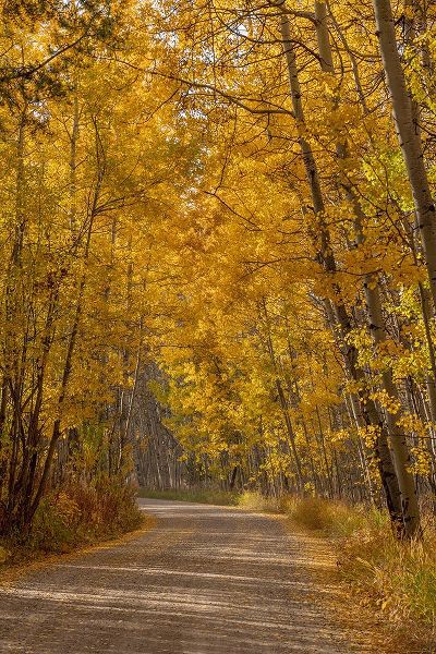 Jaynes Gallery 아티스트의 USA-Wyoming-Grand Teton National Park Road through fall aspen trees작품입니다.
